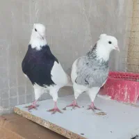 کبوتر طوقی پاصاف کاکلی الماسی|پرنده|یاسوج, |دیوار