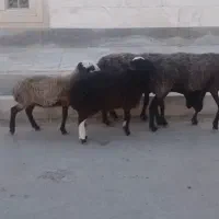 فروش میش بره دار و بزغاله