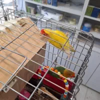 طوطی برزیلی|پرنده|کهریزک, |دیوار