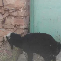 بز وبره|حیوانات مزرعه|مسجد سلیمان, |دیوار