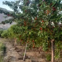 باغ همراه با آلاچیق فریدونشهر|فروش زمین و ملک کلنگی|فریدونشهر, |دیوار