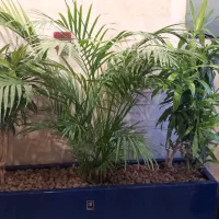 متخصص گل آپارتمانی وبیرونی