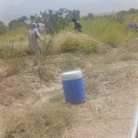باغ-پسته-و-طرح-بارانی