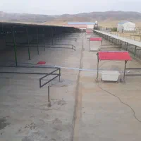 گاوداری صنعتی و زمین کشاورزی