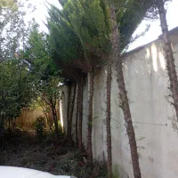 فروش 30 اصلحه کاج|گل و گیاه طبیعی|رشت, فلسطین|دیوار