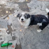 سگ مهربونه ماده