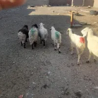 میش دم شلواری چترود اوست تازه 40 روز غوچ خوردن