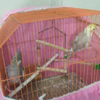 دو عدد عروس هلندی 1200000|پرنده|قائم‌شهر, |دیوار