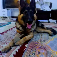 سگ ژرمن ورگینگ لاین