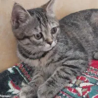 گربه|گربه|نیشابور, شهرکهنه|دیوار