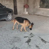 توله سگ ژرمن شپرد|سگ|رباط‌کریم, منجیل آباد|دیوار