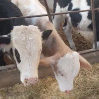 3راس گوساله فروشی|حیوانات مزرعه|بشاریات, |دیوار