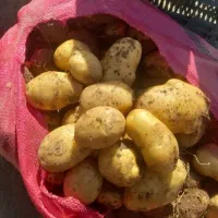خریدار نقدی سیب زمینی و غیره