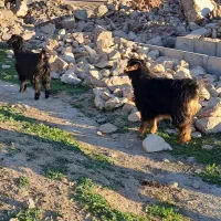 دو عدد بزغاله ماده