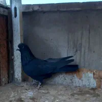 کفتر دوتا زاغ زغالی|پرنده|ری, سرتخت|دیوار