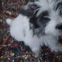 واگذاری میشه|سگ|میانه, |دیوار