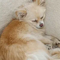 واگذاری سگ پامر مینیاتوری