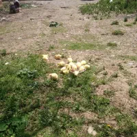 جوجه غاز محلی 5روزه