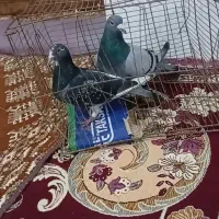 با سلام نرو ماده مسافتی فروشی