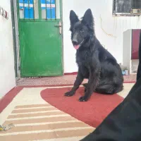 سگ ژرمن