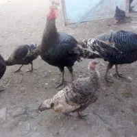 حیوان|حیوانات مزرعه|ماکو, |دیوار