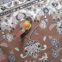 طوطی گمشده