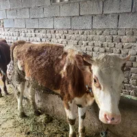 تلیسه نیم گوشت