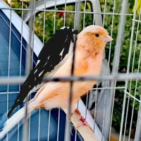 قناری معاوضه با ملنگو