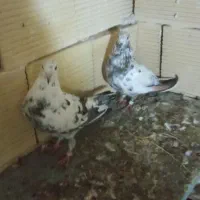 ۱۲عدد کیوتر توقی پرشی دوبر اصل به فروش|پرنده|آستارا, |دیوار