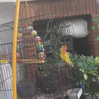 طوطی کوتوله برزیلی گمشده
