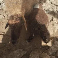 گوسفند داشتی با بره.بره نر