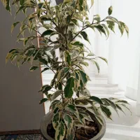 گل اپارتمانی بنجامین ابلق