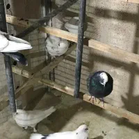 کبوتر تهرانی|پرنده|تهران, زرکش|دیوار