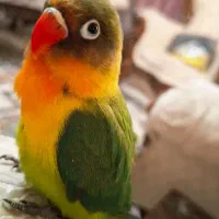 جوجه برزیلی دستی