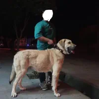 سگ کانگال وارداتی|سگ|کردکوی, |دیوار