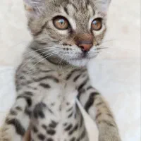 واگذاری گربه نر ۵ ماهه تهران گیلان|گربه|کلاچای, |دیوار