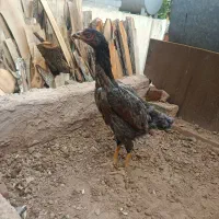 ۲ عدد مرغ لاری طوسی خروس