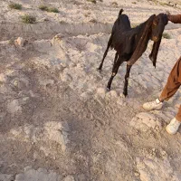 تکه  گلابی|حیوانات مزرعه|هیرمند, |دیوار