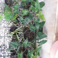 بنفشه افریقایی و گندمی .پنجره.سینگونیوم .انجیری|گل و گیاه طبیعی|رشت, علی آباد|دیوار