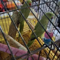 فروش دو عدد ملنگو ۹ ماهه