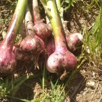 سیر  قرمز|عمده‌فروشی|انگوت, |دیوار