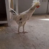 خروس|حیوانات مزرعه|اردبیل, |دیوار