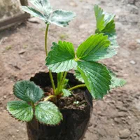 نشا توت فرنگی|خدمات باغبانی و درختکاری|رودسر, |دیوار