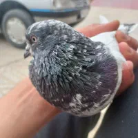 کبوتر‌‌کله دار