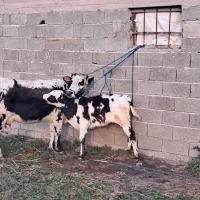 گاو دورگ محلی حامله همراه گوساله نر دورگ سیاه سفید