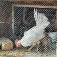 فروش ۳ عدد نیمچه خروس دونه ای ۳۰۰