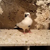 کبوتر|پرنده|ملکشاهی, |دیوار