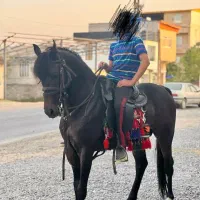 فروش اسب|اسب و تجهیزات اسب‌سواری|آمل, |دیوار