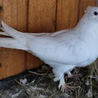 کبوتر طوقی سفید|پرنده|بابل, |دیوار