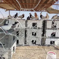 به دلیل نگه داشتن|پرنده|دهرم, |دیوار